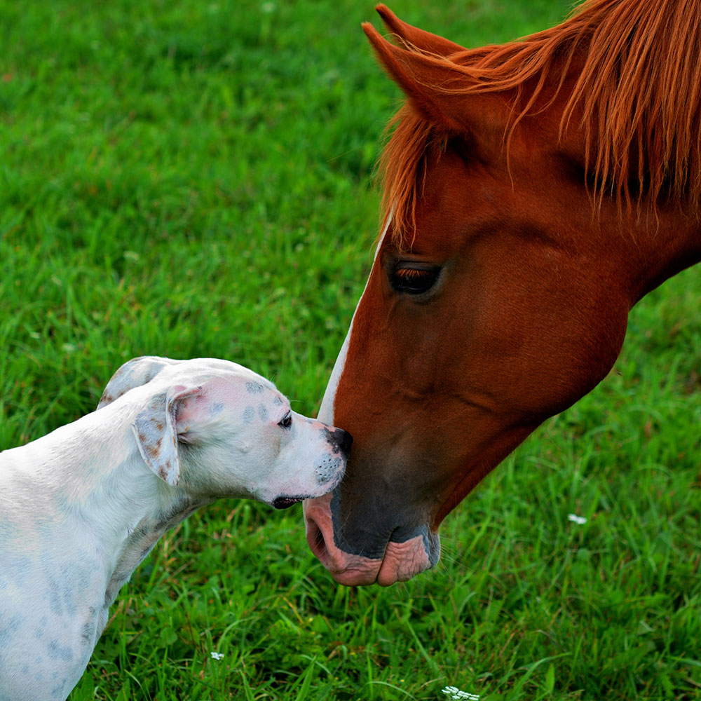 cutest-dog-photo-contest