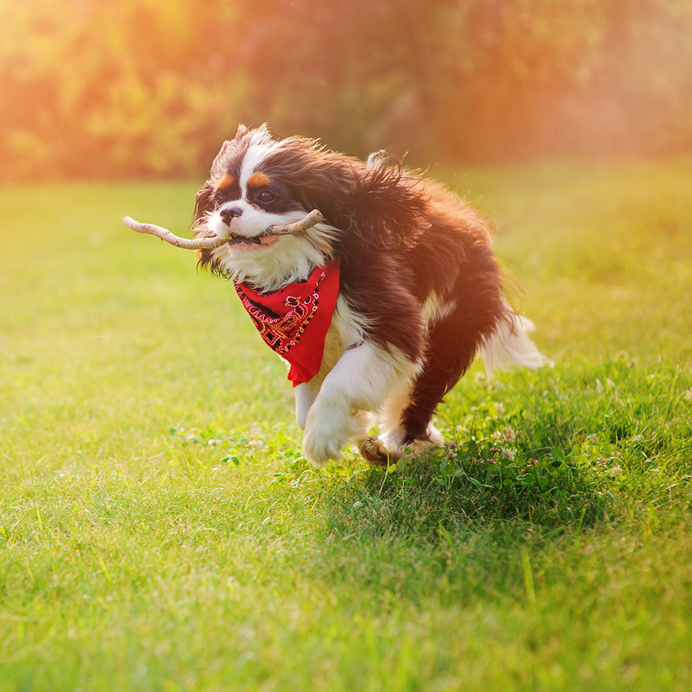 Cutest Dog Photo Contest