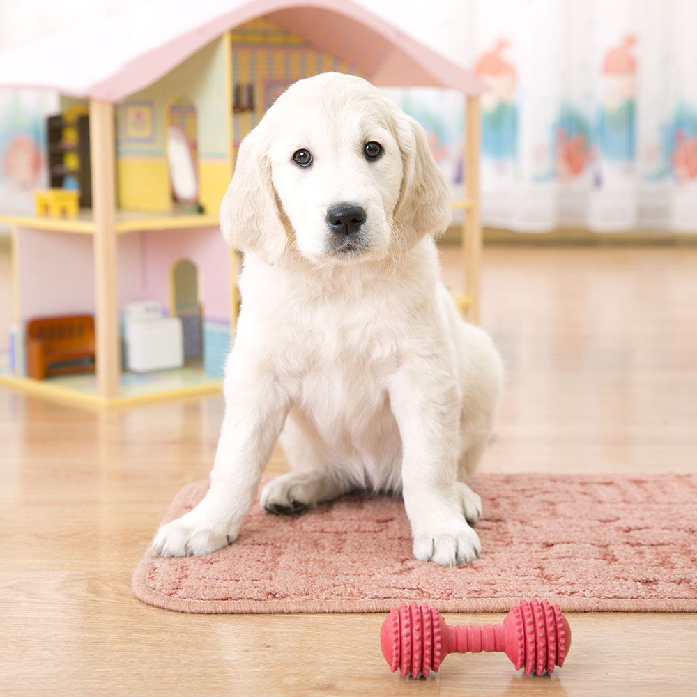 Cutest Dog Photo Contest