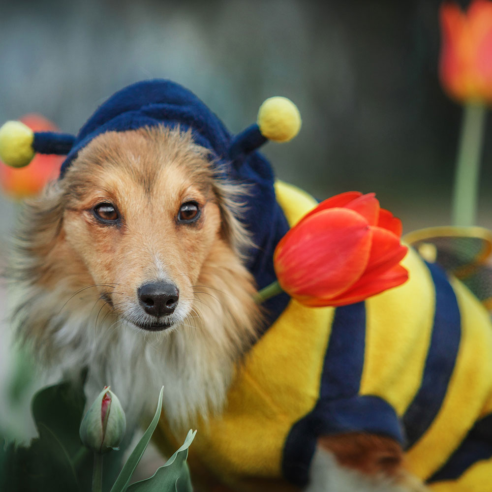 Cutest Dog Photo Contest