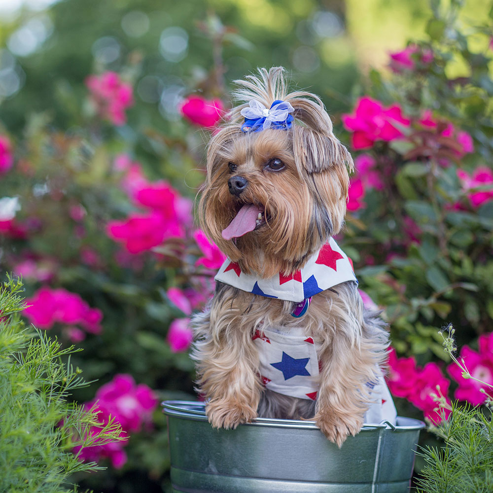 Cutest Dog Photo Contest