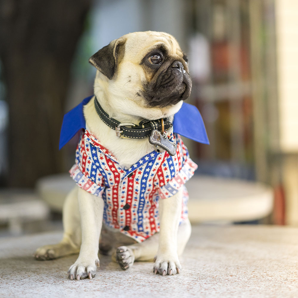 Cutest Dog Photo Contest