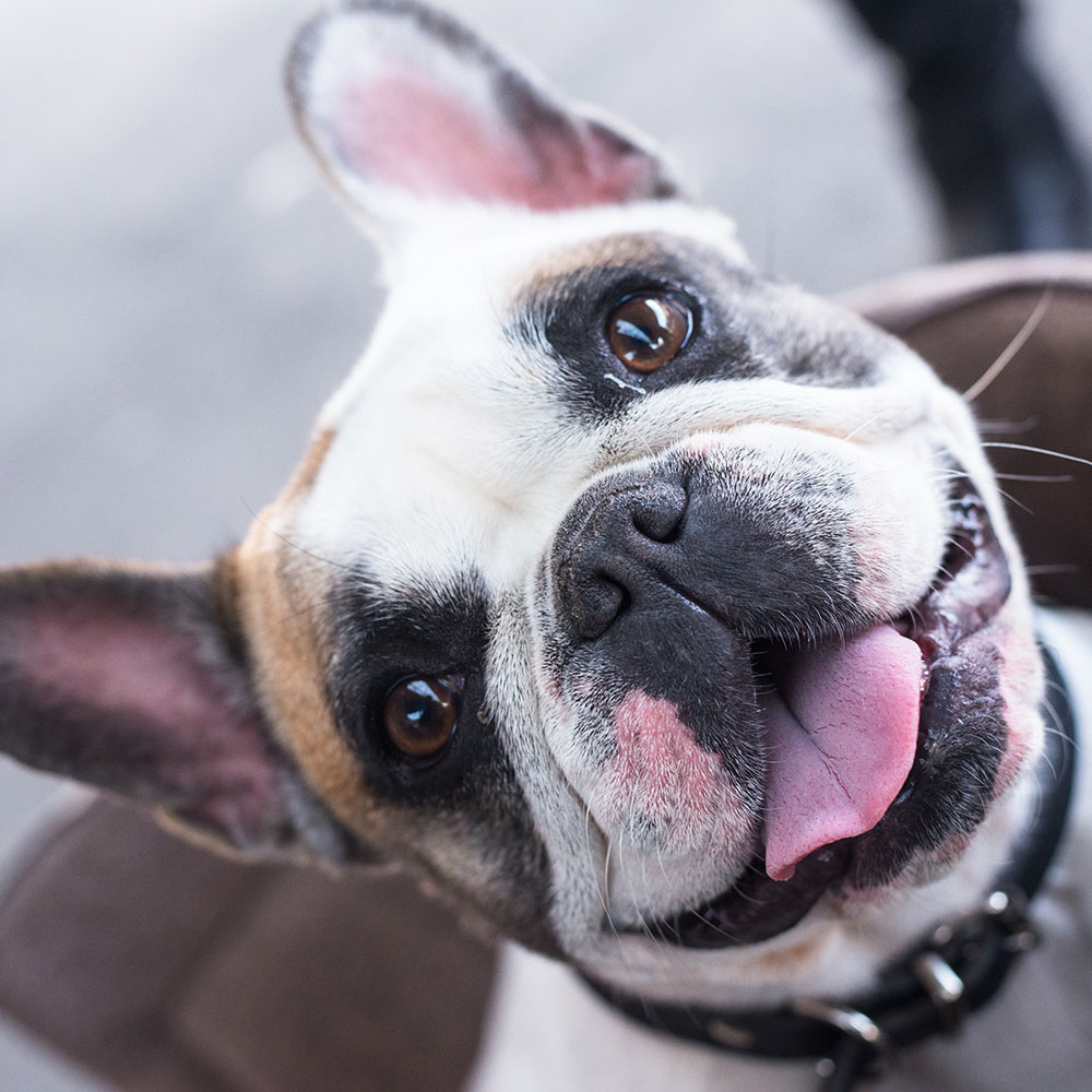 Cutest Dog Photo Contest cutest-dog-photo-contest