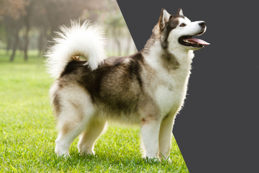 Cutest Dog Photo Contest cutest-dog-photo-contest