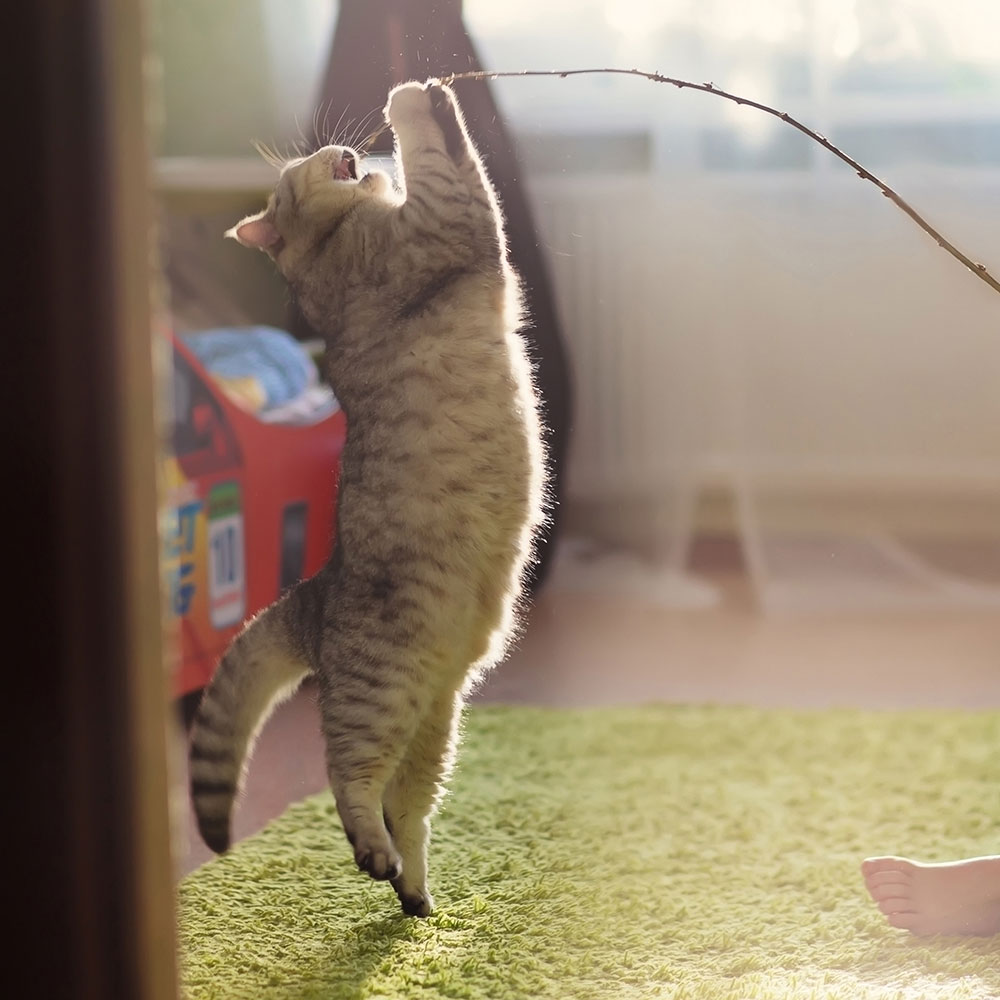104 5 the cat contests prizes 104 5 the cat contests prizes