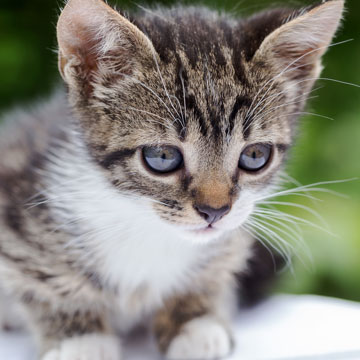 Cutest Pet Photo Contest