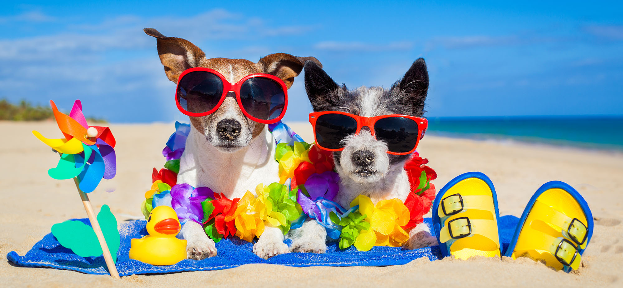 cutest-dog-photo-contest